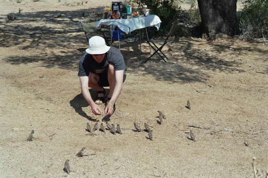 Siedelweber - beim Essen