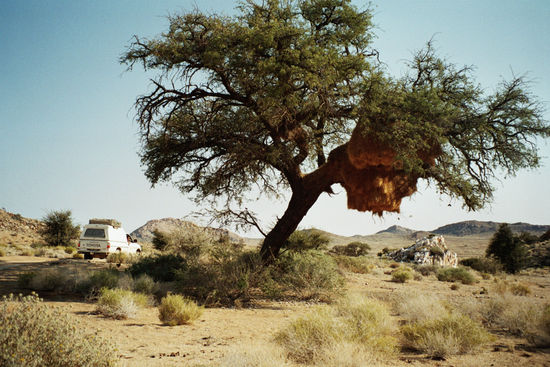 Siedelweber - beim Wohnen
