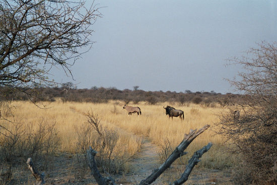 Tiere, überall Tiere
