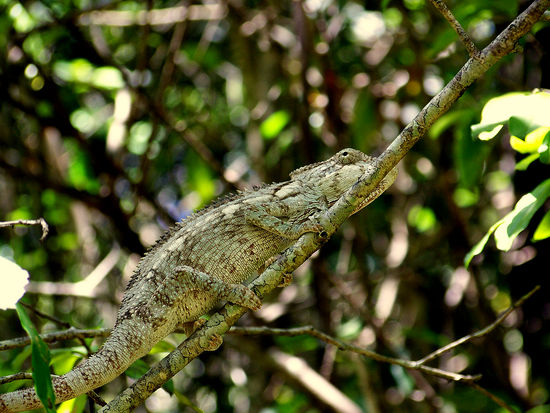 Und plötzlich ein Chamäleon