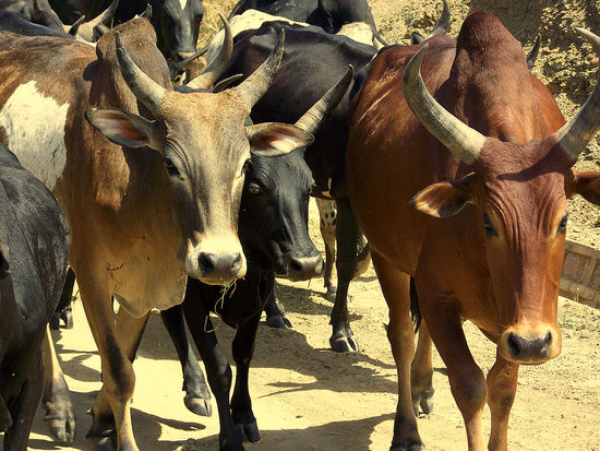 Eine Zebuherde versperrt minutenlang den Weg