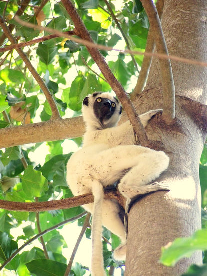 Ein neugieriger Lemur
