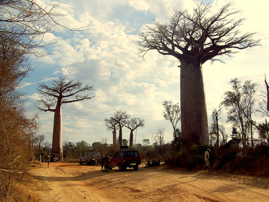 Avenue de Baobab