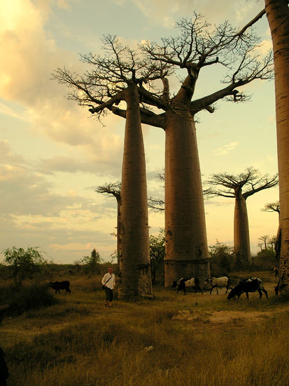 Baobabs mit Mensch und Tier