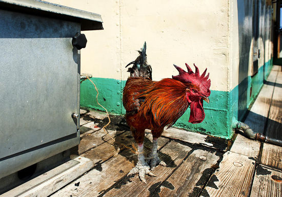 Guten Morgen, Afrika!