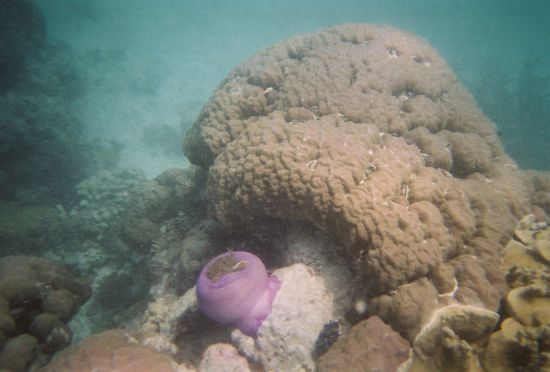 Das Reef... was fuer eine komische Art von Lebewesen....