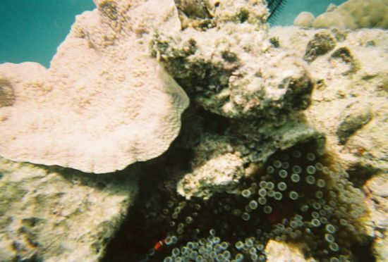 Nemo und sein Vater.... Es war ziemlich schwer eine gute Aufnahme zu machen. Ich denke bei diesem Foto kann man wenigstens Nemo sehen.... Unten links Nemo... Rechts einwenig dunkler sein Vater... 