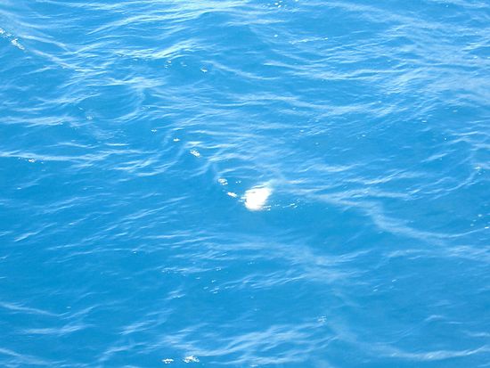 Gely-Fish.... Wenn man mit dem in Beruehrung kommt ist man innert gut 15 Minuten tot.