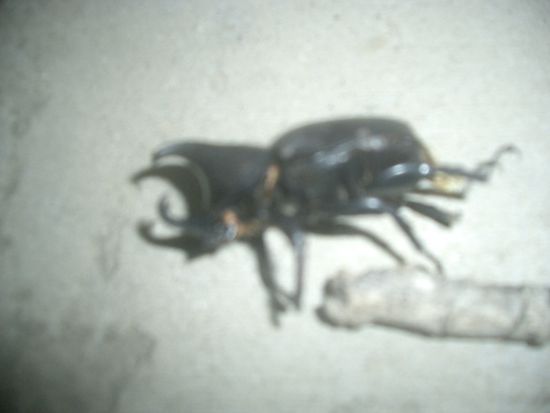 Und am Abend begegnete ich noch diesem Kaefer... Saukomische Kreatur... 