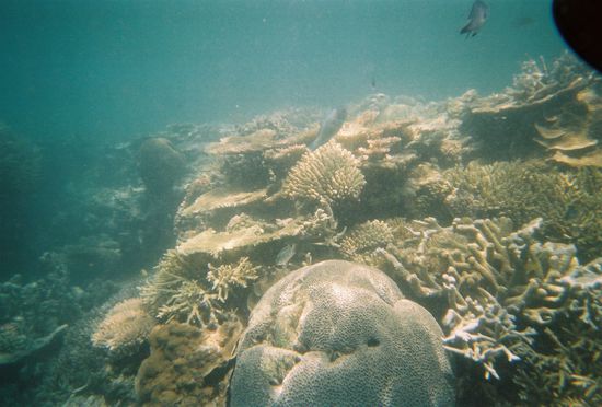 Es hatte riese Fische... leider war meine Kamera dann bereits voll mit Fotos... 27 Stueck liessen sich unter Wasser schnell machen...