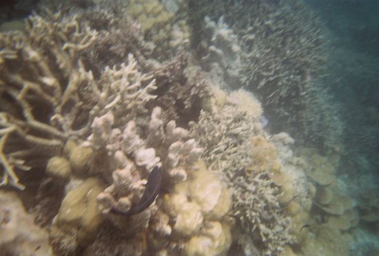 ein Fisch und die Korallen..