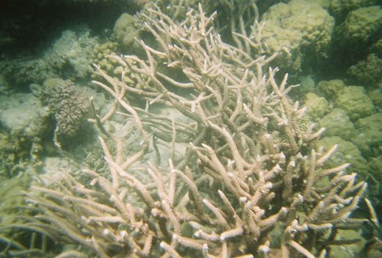 ziemlich verrueckt...