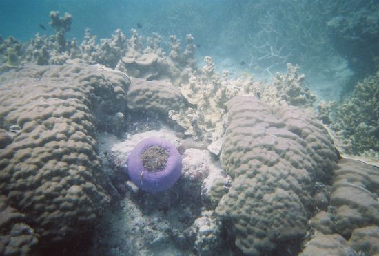 Komisches violettes Lebewesen...