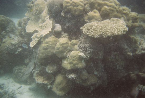 Die Unterwasserwelt... wie gesagt... Mein erster Tauchversuch... Die Fotos lassen darum sehr zu Wuenschen uebrig....