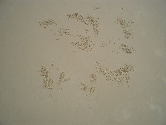 Ueberall auf dem Strand lagen solche Koernchen... weiss jemand fuer was diese gut sind? Ich weiss es...