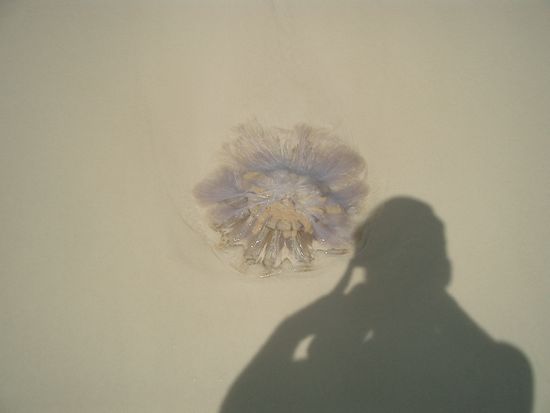 Und da endlich.. das ist nun solch ein Gely-Fisch... (Qualle) Diese ist gestrandet und wird langsam aber sicher sterben... sie bewegte sich noch, wohl nicht mehr lange... ecklig !