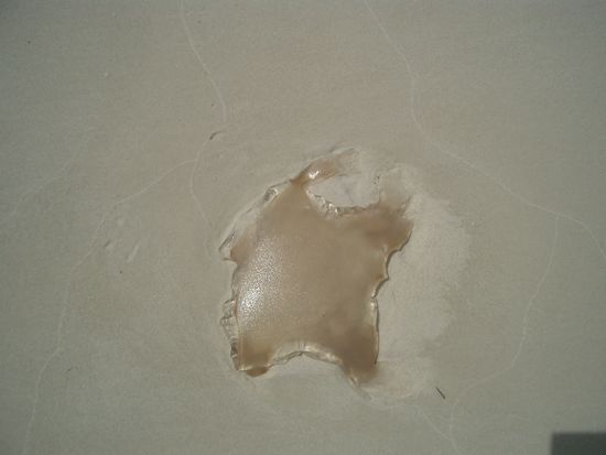 Dieser Gely-Fisch ist wohl schon laenger gestrandet...