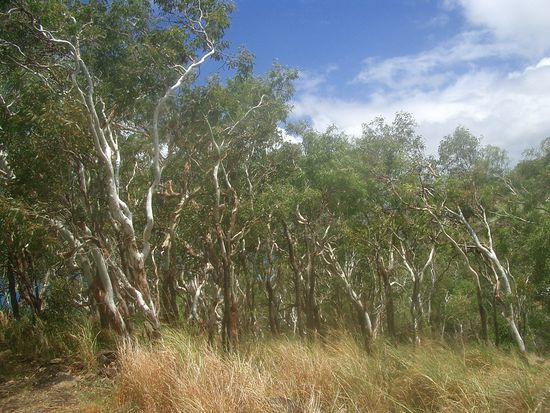Ich nahm Oyster Bay... 1.5 Kilometer herab durch den tropischen Regenwald and die Kueste....