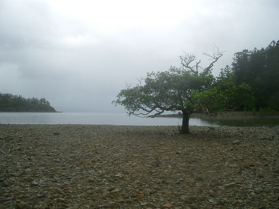 Ein einsamer Baum...