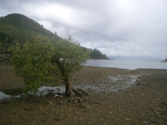 und noch einer... den hat wohl ein Sturm umgehauen...