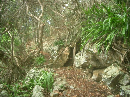 Der Pfad Richtung Lookout...