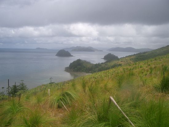 und schoenes tropisches Gruen...