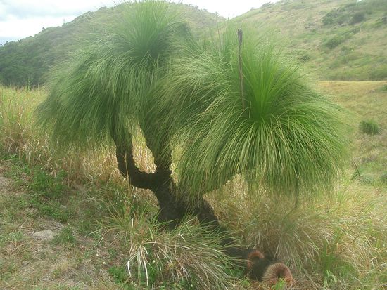 Eine wirklich schoene Pflange.. ob das auch ne Palme ist, keine Ahnung...