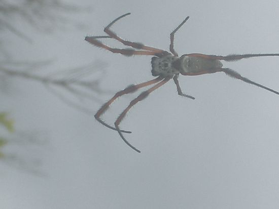 Auf jedenfall sah ich noch eine Spinne... ob diese Giftig ist, ebenfalls keine Ahnung...