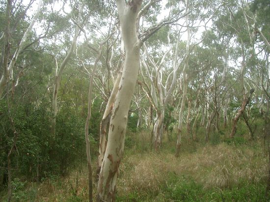 Die Eukalyptus Baeume.. Waelder...