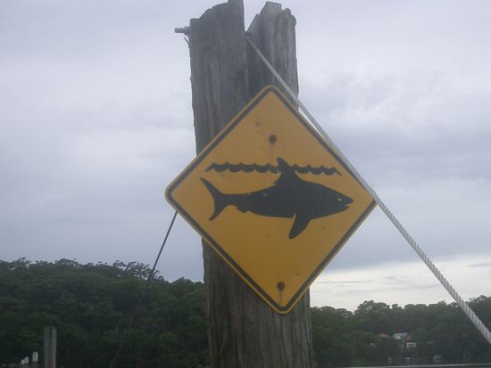 Aber Achtung, Shark Attack !!!