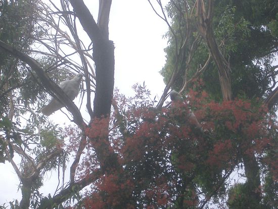 Und ungewoehnlich fuer die Schweiz, nicht aber fuer die Australier... Kakadus...