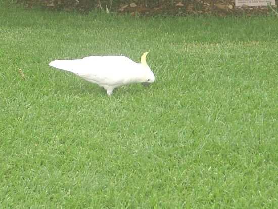 Kakaduuuuu, wirklich ein schoener Vogel...