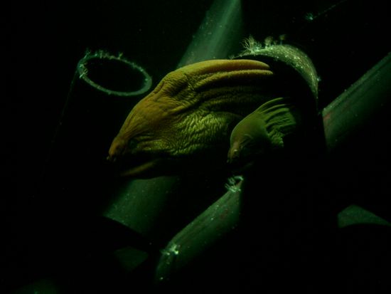 Habe vergessen wie die heissen... ich glaube, die sind gefaehrlich...