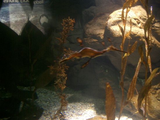 und eine Art Seepferdchen...