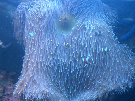 Nemo`s soweit das Auge reicht...