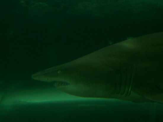 Und da, der duestere Weisse Hai...