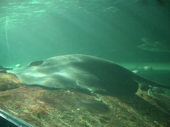 Dieser riesen Roche war maechtig... unvorstellbar, ich dachte nicht, dass diese so gross werden koennen... ich glaube wohl Steve Irwin hatte keine Chance...