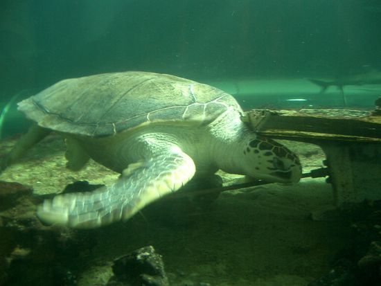 Und auch diese Wasserschildkroete war riesig... Das muss jeder selber gesehen haben... Diese war vielleicht so gross wie mein Auto...