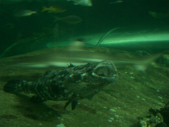 Und da noch ein komischer Maulfisch...