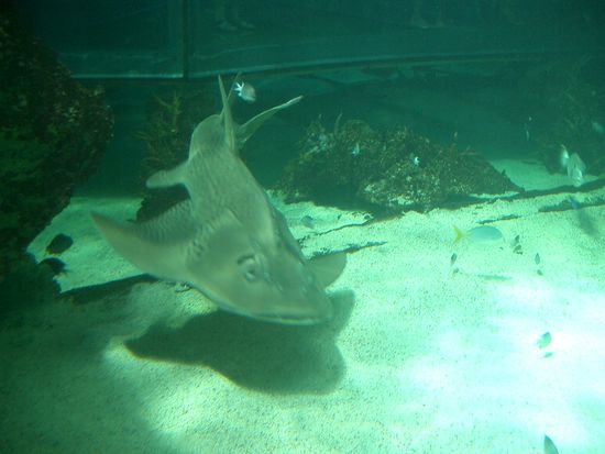 Der Reefshark... Diese Haie trifft man in den Reef`s an...