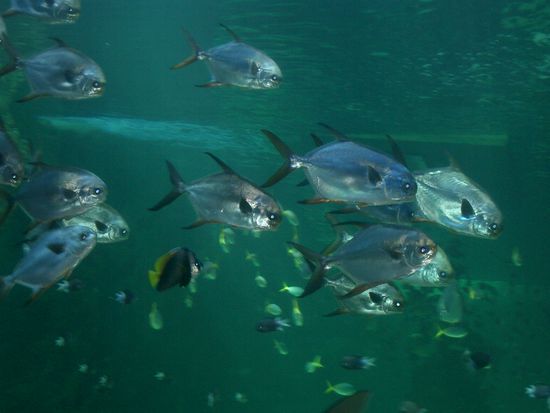 Fische... soweit das Auge reicht..