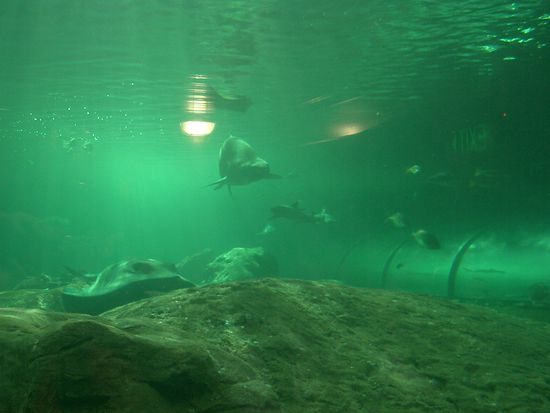 Und da kam er angeflitzt... flitzen ist wohl einwenig uebertrieben.. der schwam nicht so schnell umher... Vielleicht weil er immer gefuettert wird oder schon einwenig alt ist..