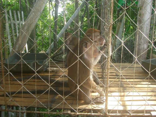 Ein kleiner Zoo hatte es dort auch... Was mich jedoch nicht so erfreute... in kleinen Kaefigen wurden die armen Tiere gehalten... Hier koennten sich die Filipinos eine Menge von uns abschneiden...
