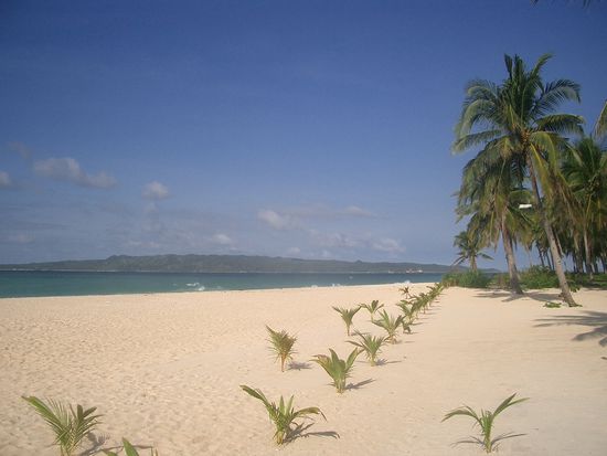 Zumindest schauen die Filipinos fuer die Zukunft. Junge Palmen wurden gepflanzt.