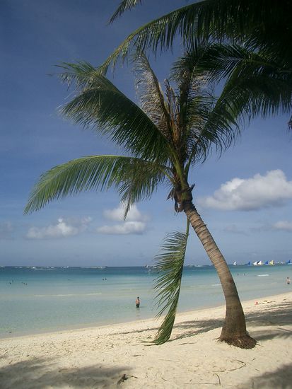 Diese Palme verliert wohl bald etwas...