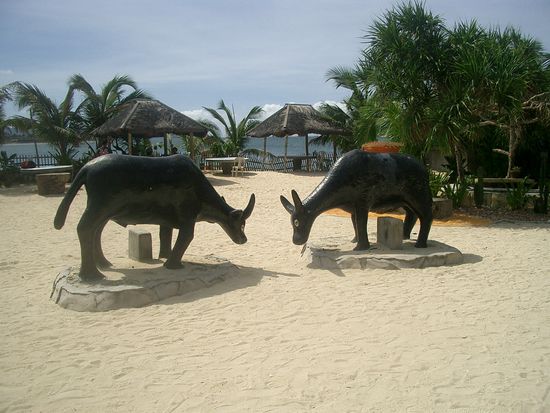 Was diese Stiere wohl dort verloren haben?