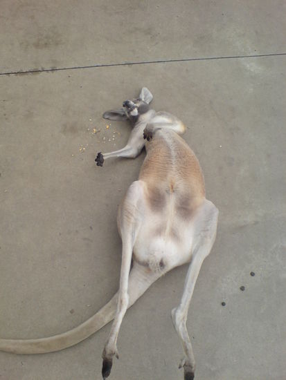 Das Kangourou lag tot am Boden....
(Natuerlich lebt es noch und hat sich nur einwenig hingelegt)