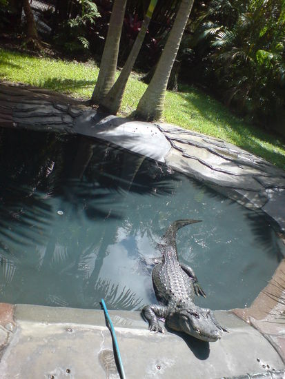 Eigentlich koennt man sagen es sei der Crocodile-Zoo, anstelle Australia-Zoo. Es hatte eine riesen Menge an Crocs.