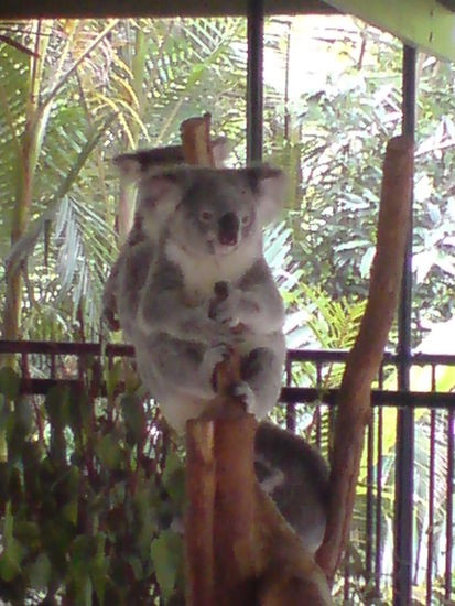 Hallo? Der schlaeft ja gar nicht.... Ist es wohl ein Witz dass diese Koalas soviel schlafen? Oder ist es eine Ausnahme, dass dieser munter umsich schaut?