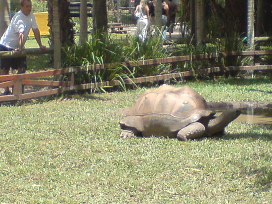 Riesenschildkroete...
